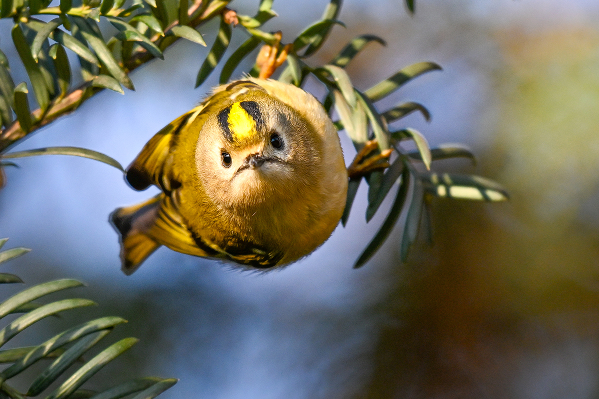 Wintergoldhähnchen von Sascha Jumanca